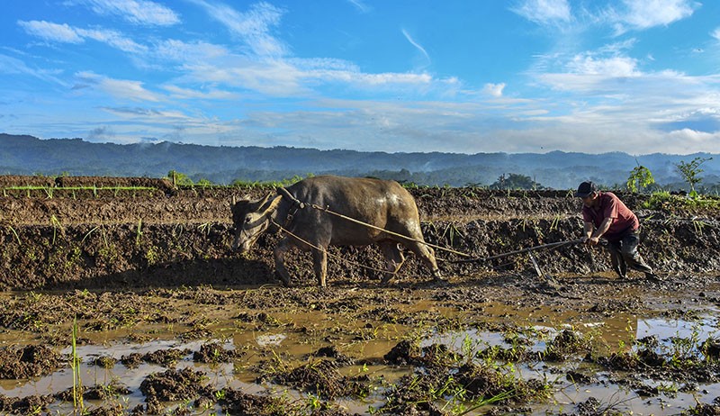 Petani Desa Darmaraja Ciamis Masih Gunakan Kerbau untuk Membajak Sawah - Bagian 1
