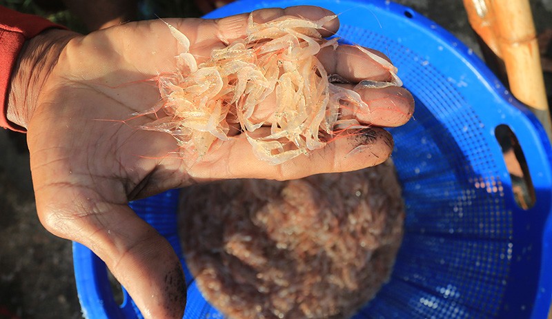 Nelayan Desa Lhok Bubon Aceh Panen Udang Rebon - Bagian 2