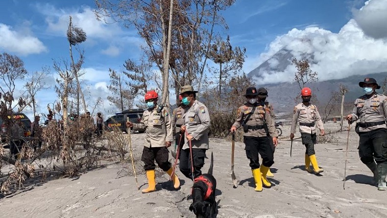 SAR Gabungan Kerahkan Anjing Pelacak hingga Radar Rescue Cari Korban Erupsi Semeru