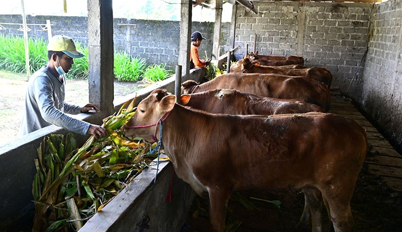 Korban Erupsi Gunung Semeru Jual Sebagian Hewan Ternak  - Bagian 1