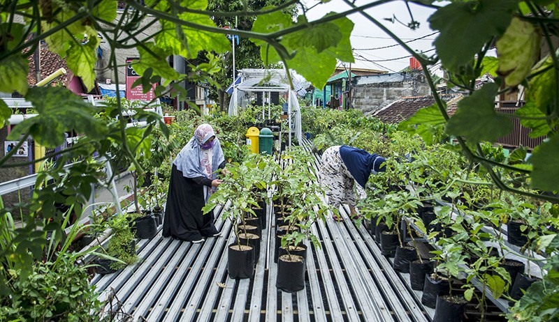 Konsep Urban Farming Solusi Lahan Terbatas Masyarakat Perkotaan - Bagian 1