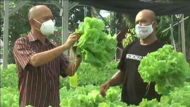 Budi Daya Sayuran Hidroponik, Pemuda di Jepara Ini Raup Untung Banyak 