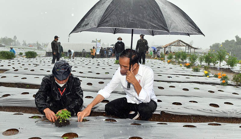 Presiden Jokowi Basah Kuyup saat Tanam Cabai di Food Estate Desa Lamuk - Bagian 1