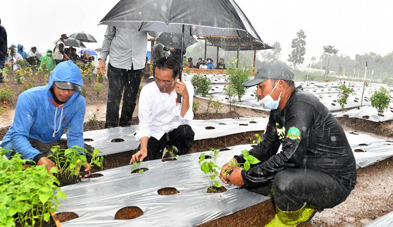 Presiden Jokowi Basah Kuyup saat Tanam Cabai di Food Estate Desa Lamuk - Bagian 2