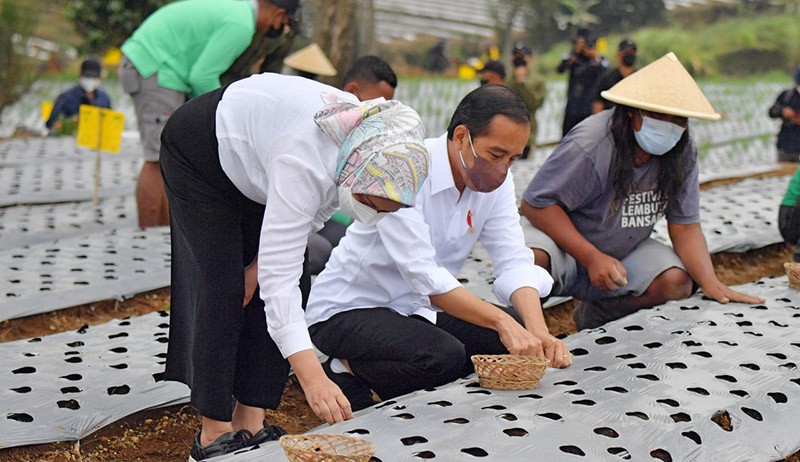 Presiden Jokowi dan Ibu Negara Tanam Bawang di Food Estate Desa Bansari Jateng - Bagian 1