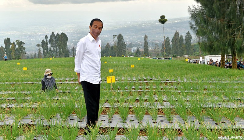Presiden Jokowi dan Ibu Negara Tanam Bawang di Food Estate Desa Bansari Jateng - Bagian 4