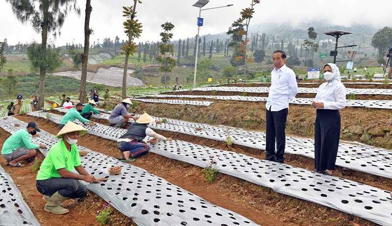 Presiden Jokowi dan Ibu Negara Tanam Bawang di Food Estate Desa Bansari Jateng - Bagian 2