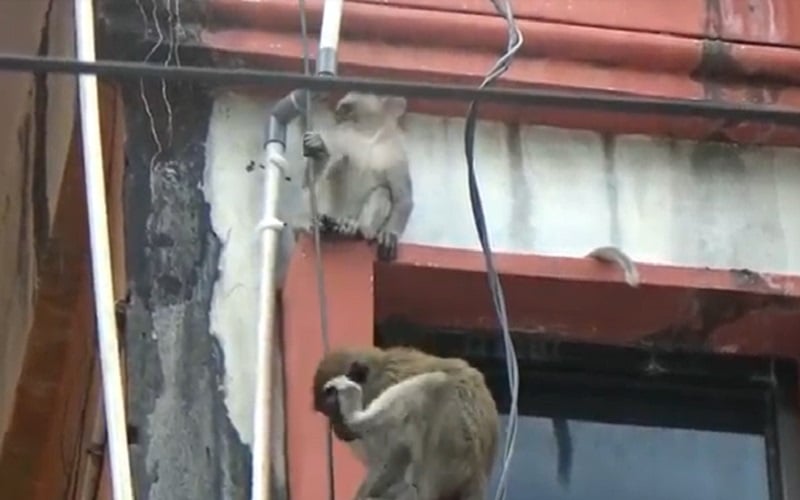Diduga Kelaparan, Monyet Serbu Rumah Warga hingga Acak-Acak Tempat Sampah