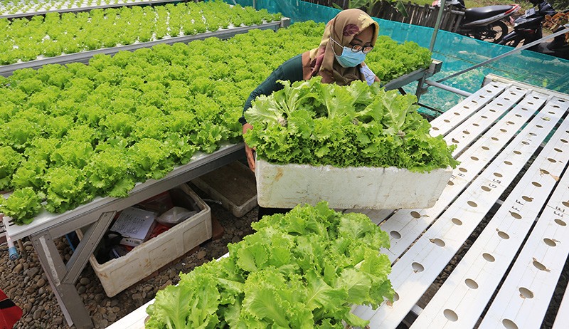 Desa Sukaurip Berdayakan Perempuan Budi Daya Sayuran Hidroponik - Bagian 1