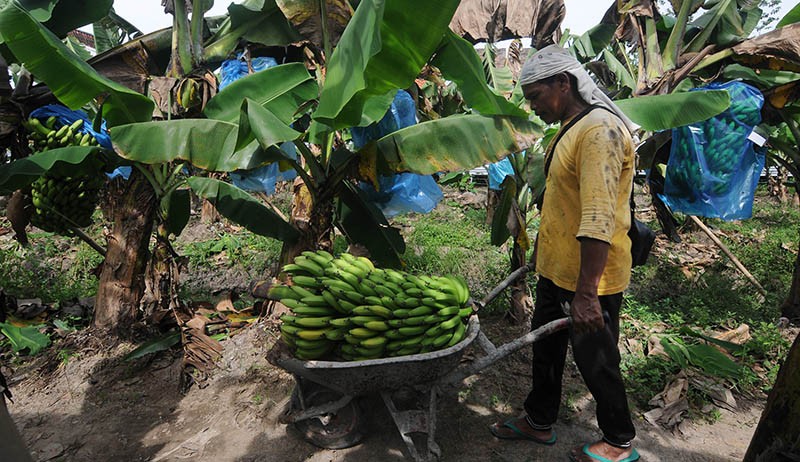 Panen Pisang Cavendish, Dijual Rp70.000 per Tandan - Bagian 2