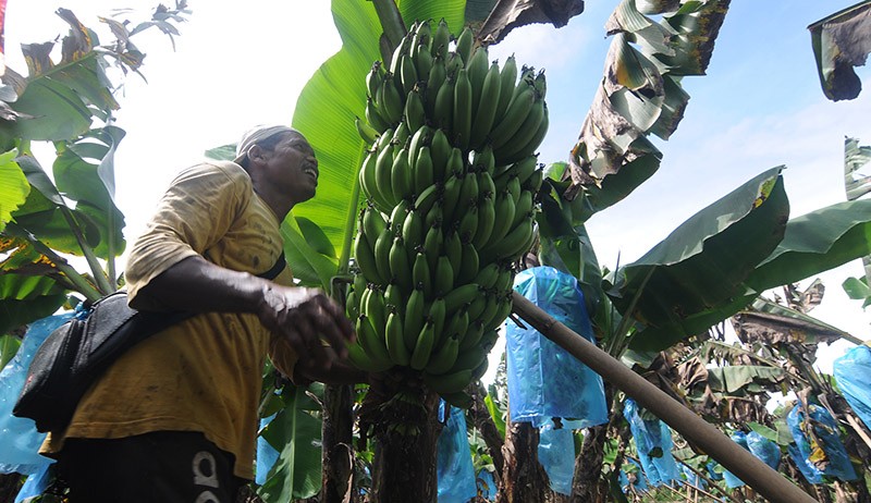 Panen Pisang Cavendish, Dijual Rp70.000 per Tandan - Bagian 3