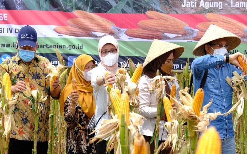 BULOG Serap Produksi Jagung dalam Negeri