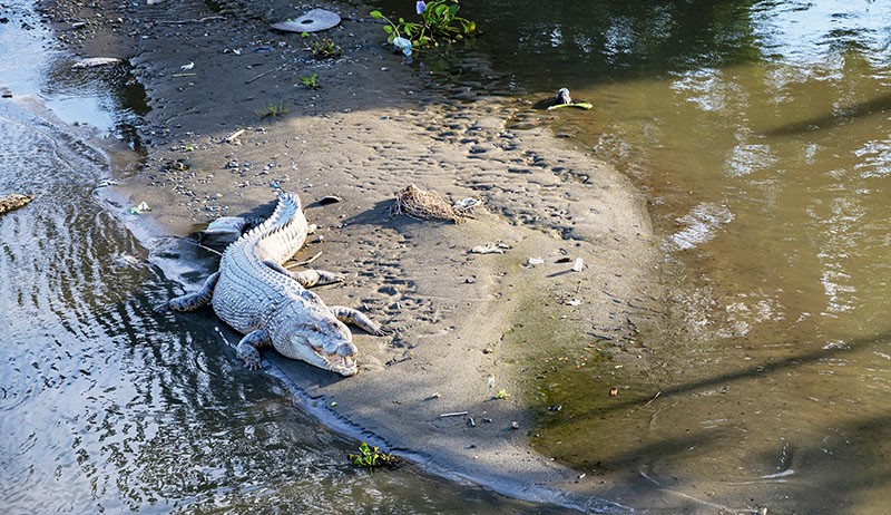 Buaya Liar 4 Meter Berjemur di Pinggiran Sungai Palu Jadi Tontonan Warga - Bagian 2