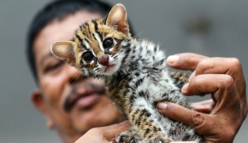 Anak Macan Akar Peliharaan Warga Diserahkan ke BKSDA Aceh Utara - Bagian 1