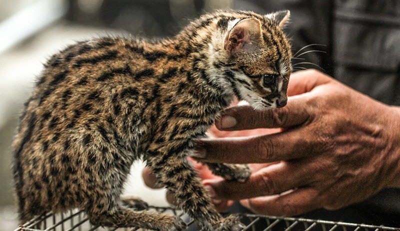 Anak Macan Akar Peliharaan Warga Diserahkan ke BKSDA Aceh Utara - Bagian 2