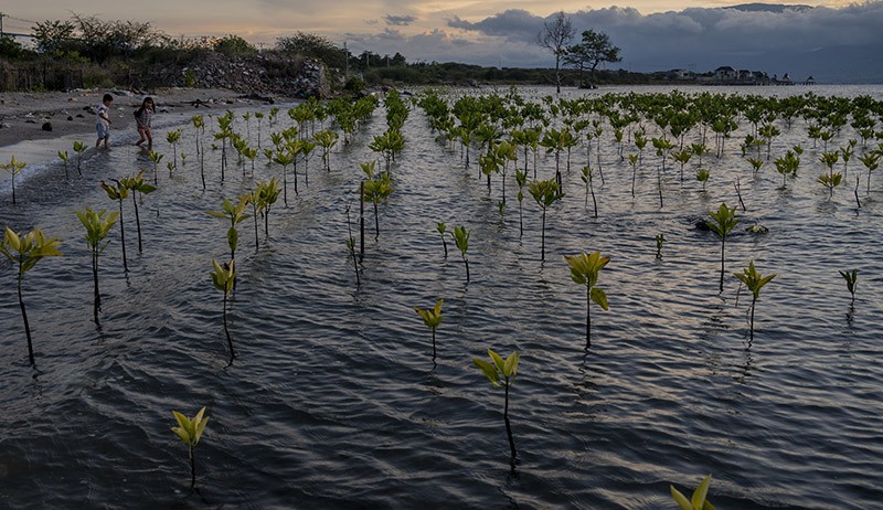 Pohon Bakau Hasil Konservasi di Pantai Dupa Palu Mulai Tumbuh - Bagian 1