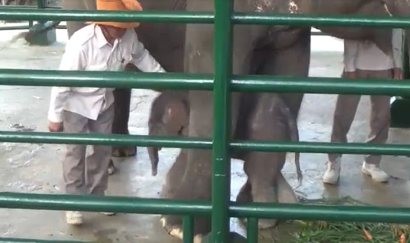 Gajah Dumbo KBS Diduga Mati karena Serangan Virus Herpes