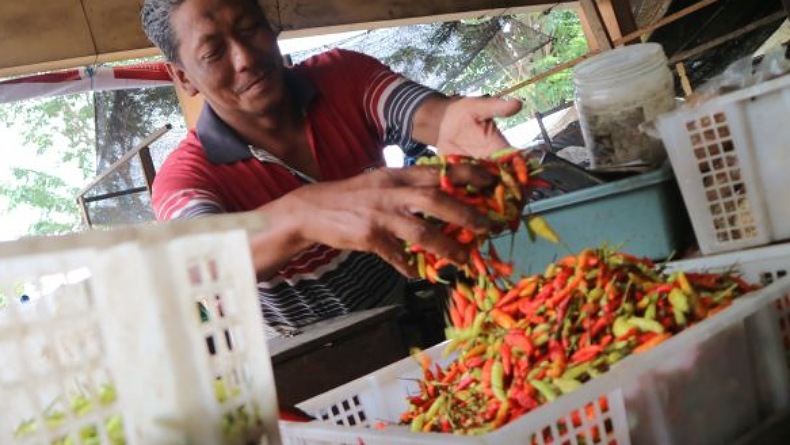title Permintaan Cabai Rawit dari Manado Tinggi, Dinas Pertanian Jamin Stok di Gorontalo Surplus Permintaan Cabai Rawit dari Manado Tinggi, Dinas Pertanian Jamin Stok di Gorontalo Surplus