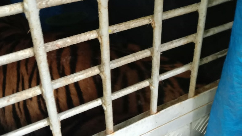 Harimau Sumatera Resahkan Warga Palas Ditangkap
