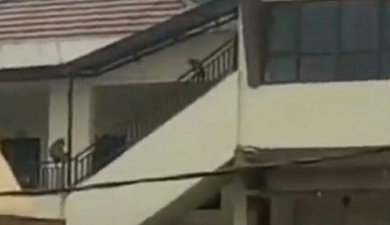  Kawanan Monyet Ekor Panjang Serbu Sekolah TK di KBB, Guru dan Murid Resah