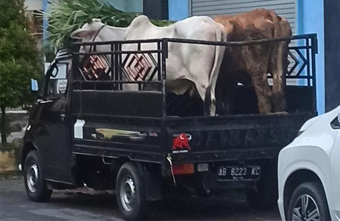 Curi 2 Ekor Sapi, Pria di Kulonprogo Ditangkap Polisi