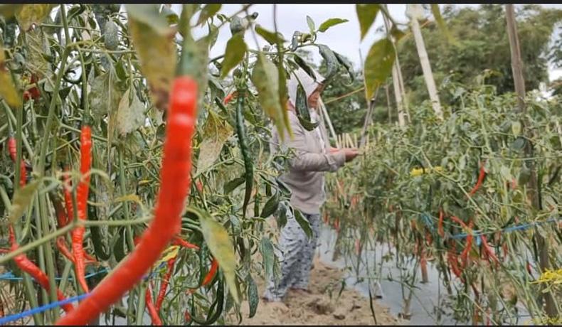 Petani di Lereng Merapi Ternyata Tak Tahu Hargai Cabai di Pasaran Naik, Kok Bisa?