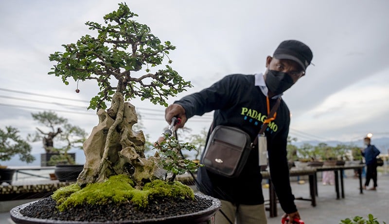 Pameran Pohon Bonsai Endemik Palu - Bagian 2