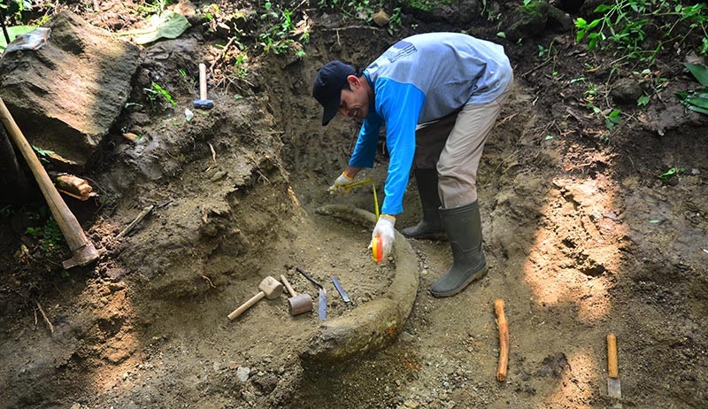 Gading Gajah Purba Ditemukan di Pinggir Sungai Kancilan Kudus - Bagian 2