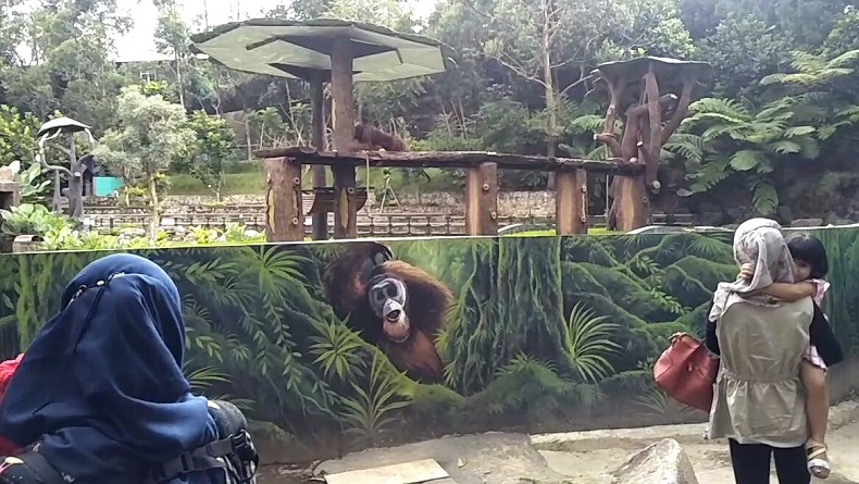 Orang Utan Sumatera Bernama Koko Jadi Penghuni Baru Lembang Park and Zoo