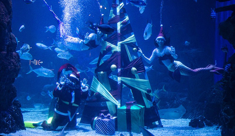 Aksi Sinterklas dan Putri Duyung Menyelam Meriahkan Natal - Bagian 1