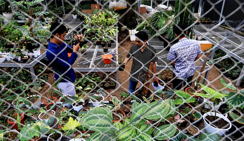 Ini Tempat Pembibitan Tanaman Hias di Kota Bogor yang Mendunia - Bagian 3