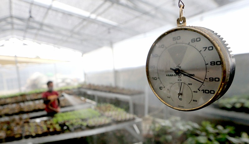 Ini Tempat Pembibitan Tanaman Hias di Kota Bogor yang Mendunia - Bagian 4