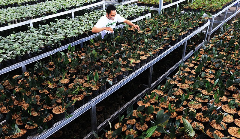 Ini Tempat Pembibitan Tanaman Hias di Kota Bogor yang Mendunia - Bagian 2