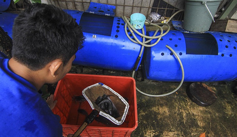 Warga Depok Gunakan Drum untuk Budi Daya Ikan Lele, Sebulan Panen 80 Kilogram - Bagian 1