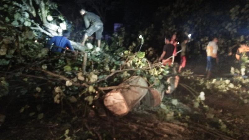 Hujan Deras Landa Salatiga, Pohon Berusia Puluhan Tahun Tumbang Tutupi Jalan