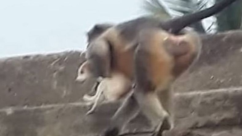 Balas Dendam, Kawanan Monyet Bantai 250 Anjing dengan Dilempar dari Bangunan Tinggi