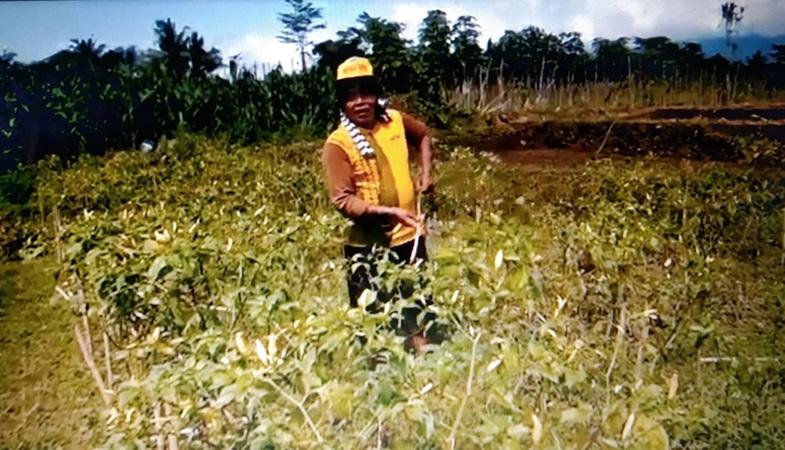 Gagal Panen, Petani di Purbalingga Cabuti Tanaman Cabai yang Membusuk