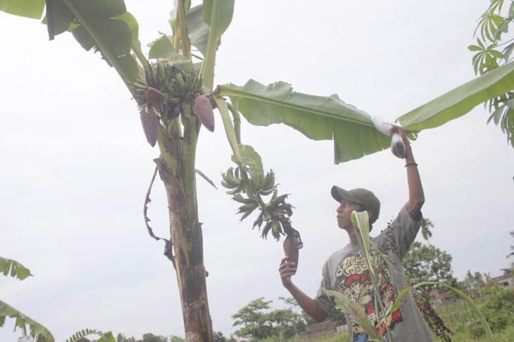 Unik, Pohon Pisang di Sleman Bercabang dan Miliki 3 Tandan