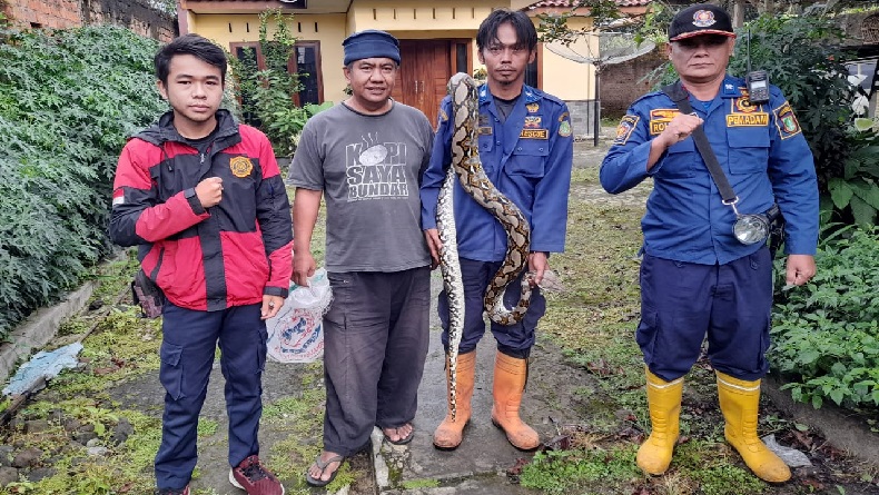 Ular Sanca Batik 2,5 Meter Ditangkap seusai Memangsa Anak Angsa di Sukabumi
