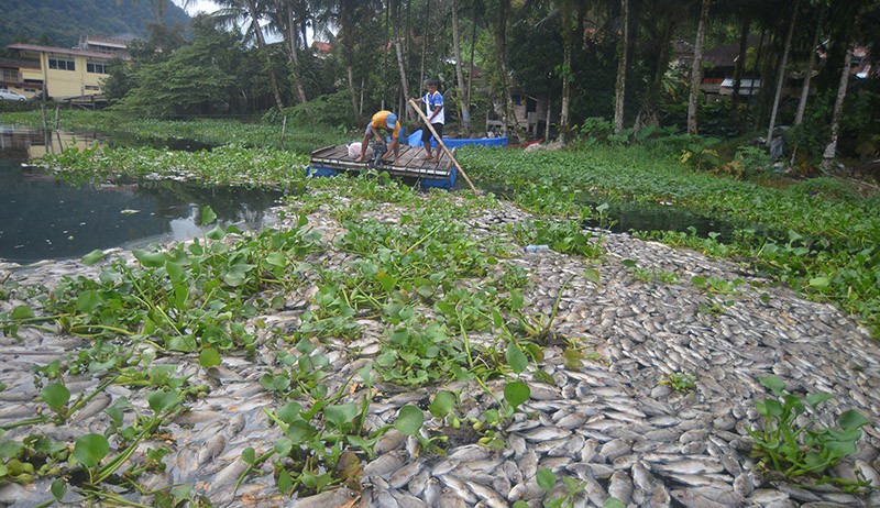 Bau Tak Sedap Muncul di Danau Maninjau, Warga: Saya Sampai Mual