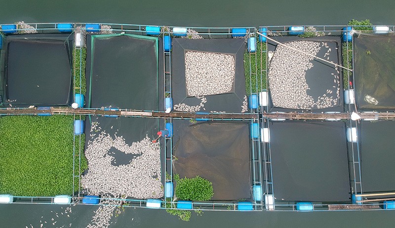 Penampakan dari Udara Kematian Massal Ribuan Ikan di Danau Maninjau - Bagian 1