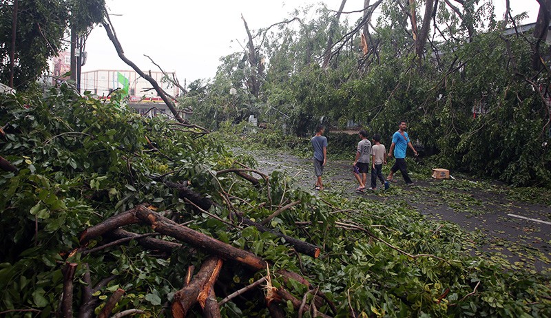 Hindari Korban, Pohon Besar di Agam Ditebang sebelum Tumbang