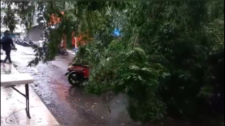 Video Viral Pohon Tumbang Timpa Warga di Ambon, Korban Luka Patah Tulang