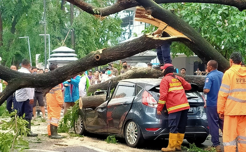 Hujan Deras Dan Angin Kencang Ini Sembilan Titik Pohon Tumbang Di Kota