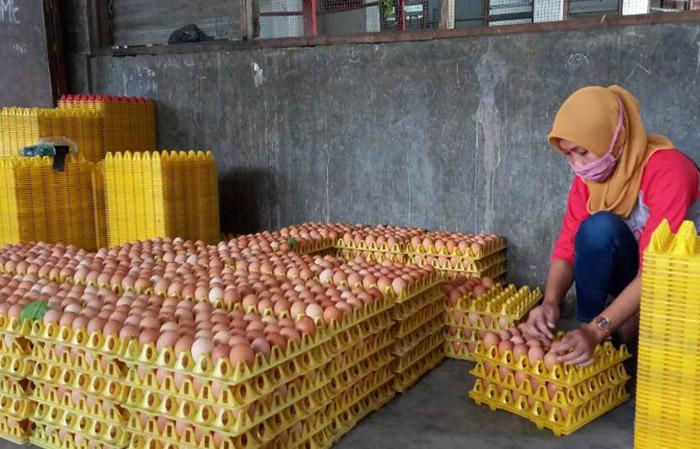  Harga Telur di Gunungkidul Melonjak 25 Persen, Dinas Perdagangan Sebut Kenaikan Masih Wajar