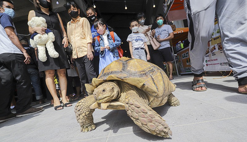 Pameran Reptil di Batam Edukasi Masyarakat untuk Cinta kepada Hewan - Bagian 2