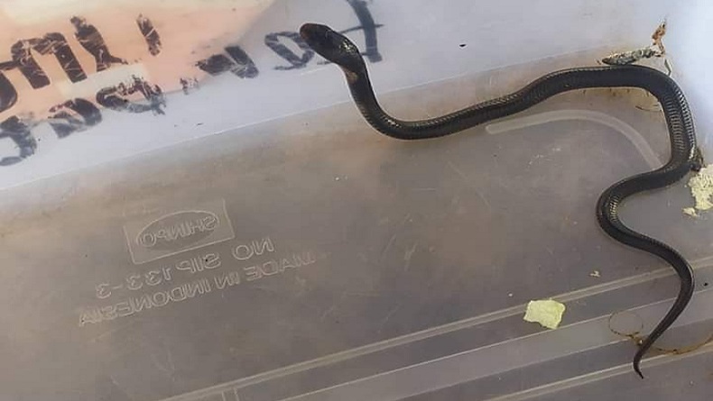 Ngeri, Rumah Warga di Salatiga Ini Dimasuki Ular Kobra 