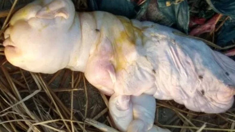 Kambing Melahirkan Bayi Berwajah Mirip Manusia Bikin Penasaran