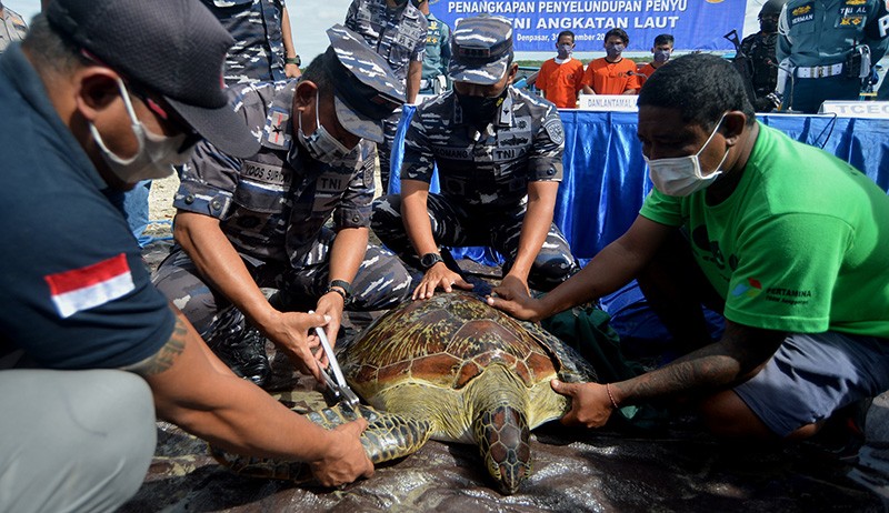 TNI AL Gagalkan Penyelundupan 32 Ekor Penyu Hijau di Bali - Bagian 3