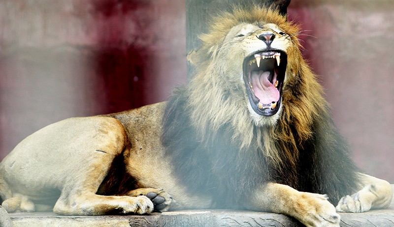 Wisata Taman Safari Gurun Putih Lestari Aceh Besar - Bagian 1